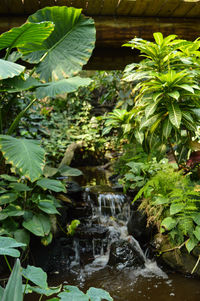 Scenic view of waterfall