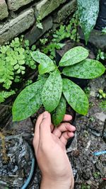 Close-up of hand holding leaf