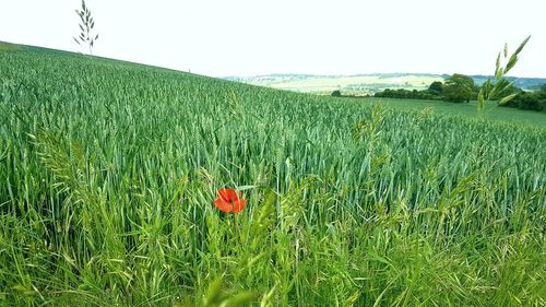 Scenic view of poppy field against sky