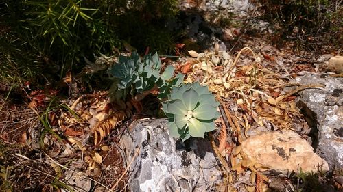 Plants growing in water