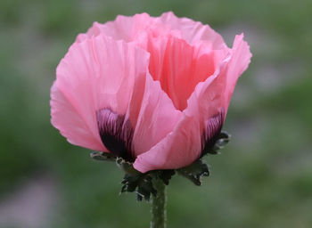 Close-up of pink flower