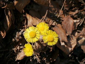 Close-up of yellow flower blooming in park