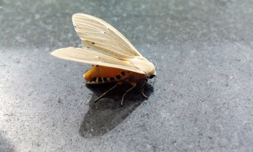 Close-up of butterfly on leaf