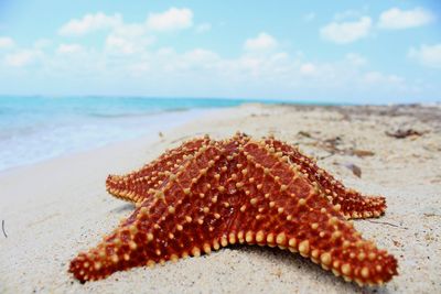 View of crab on beach