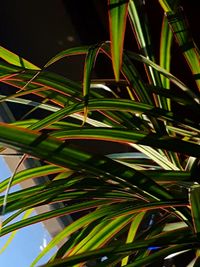Close-up of palm leaf