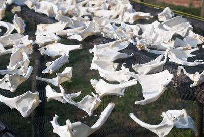 High angle view of stingrays bones drying on net