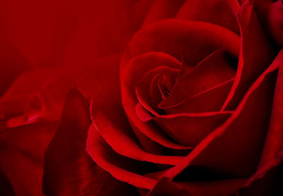 Close-up of red rose