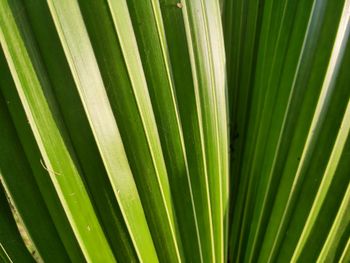 Full frame shot of palm leaf