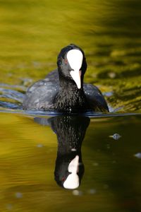 Coot swimming on lake