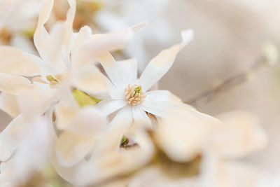 Close-up of white cherry blossom