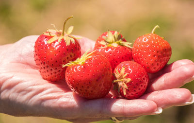 Close-up of hand holding strawberries