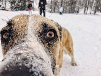 Close-up portrait of dog during winter