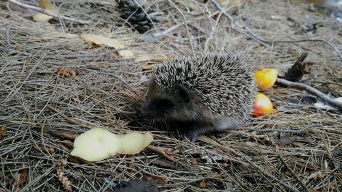 High angle view of lizard