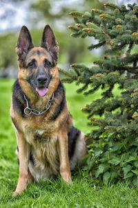 Portrait of dog on field