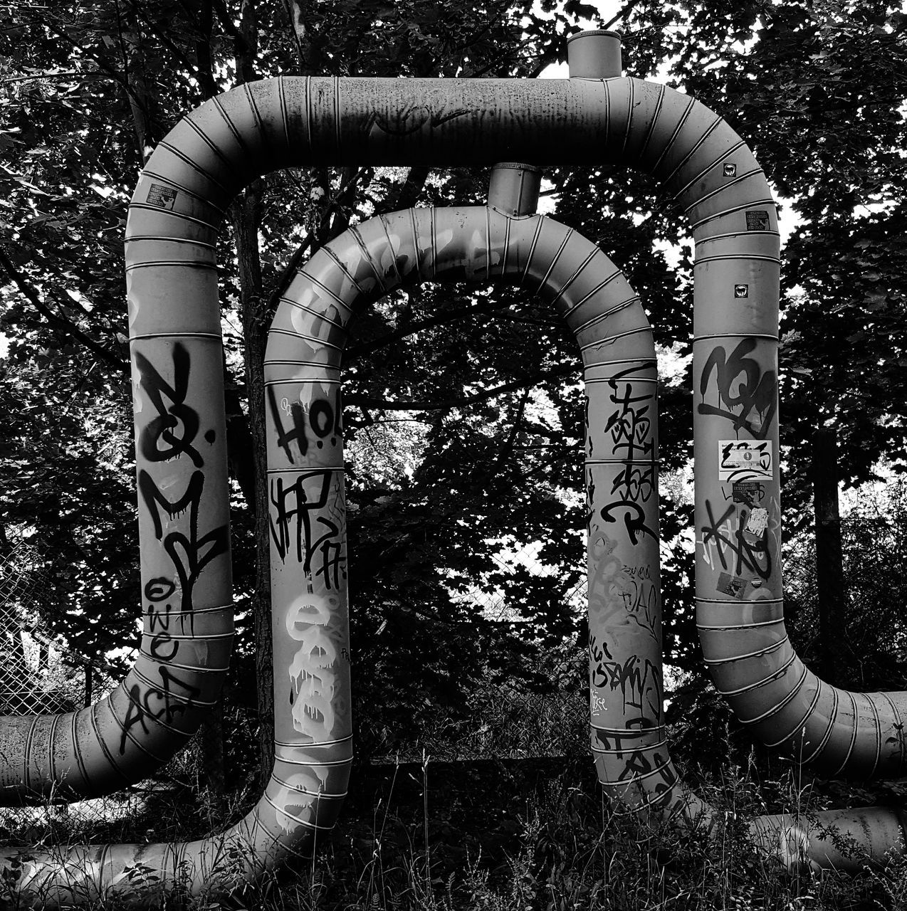 TREES IN PARK SEEN FROM PIPE