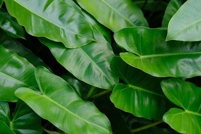 Close up of a fern leaf