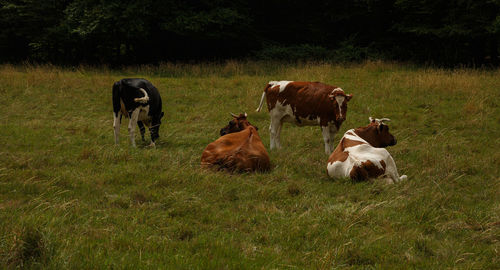 Cows grazing in a field