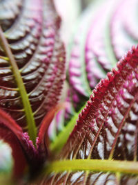 Close-up of purple leaves