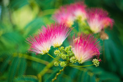 Albizia julibrissin. bloom pink flower, shallow depth