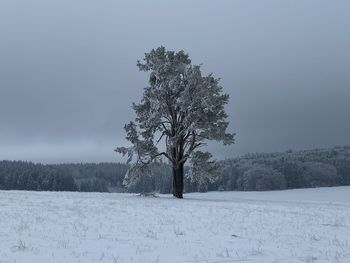 Trees on snow covered field against sky