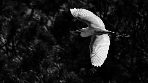 Close-up of a bird flying