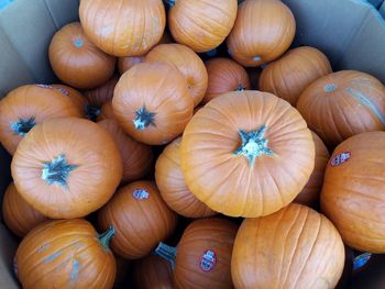 Large bunch of autumn pumpkins being sold