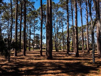 Trees in forest