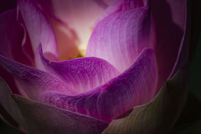 Close-up of purple flower