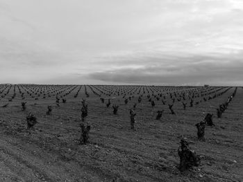 land