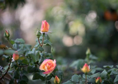 Close-up of red flowering plant