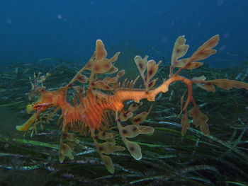 Close-up of fish swimming in sea