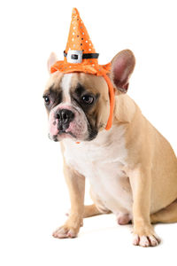 Portrait of cute french bulldog with hat halloween isolated on white background, 