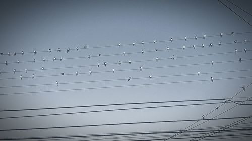 Low angle view of birds flying against clear sky