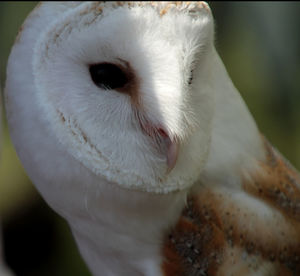 Close-up of barn owl