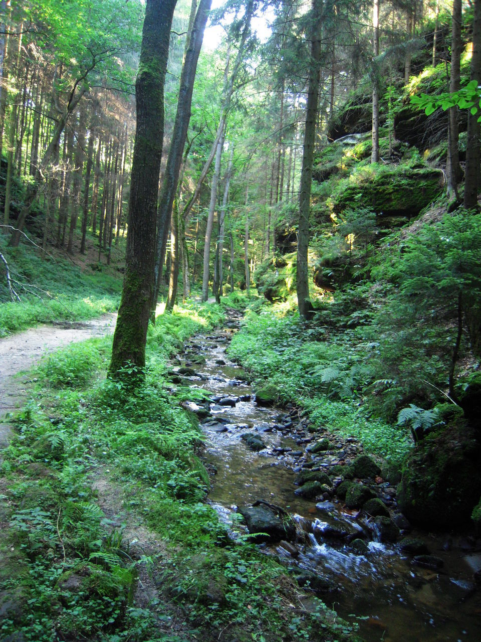 STREAM PASSING THROUGH FOREST