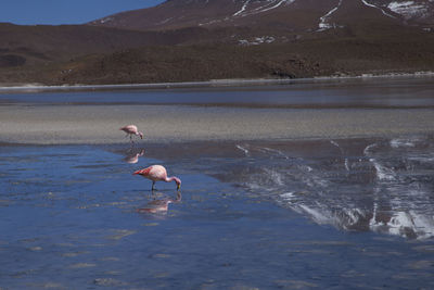 Bird in a lake