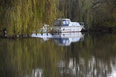 Reflection of trees in lake