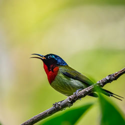 Close-up of bird perching on branch