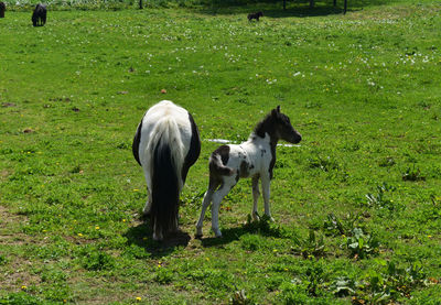 pasture