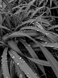 Close-up of wet plants on field