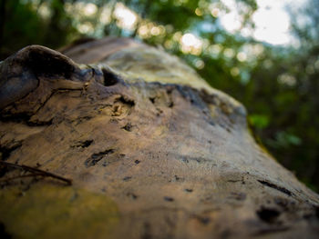 Close-up of tree trunk in forest