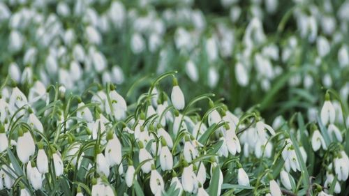 Close-up of snowdrops blooming outdoors