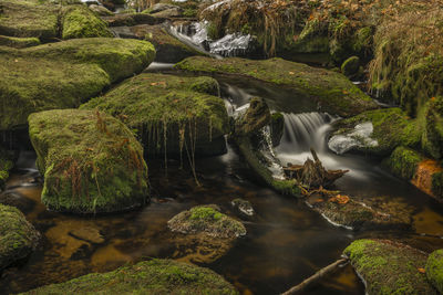 Scenic view of waterfall in forest