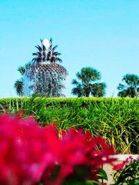 Plants growing on field against clear sky