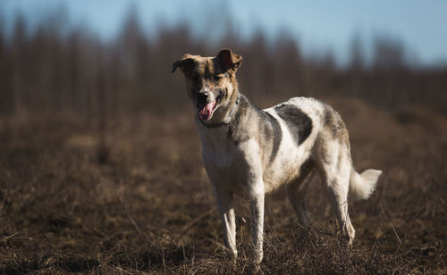 View of a dog looking away on field