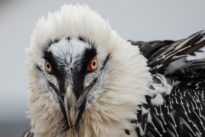 Close-up portrait of white owl