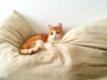 Portrait of cat sitting on bed