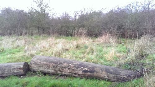Scenic view of grassy field
