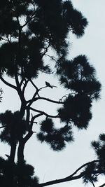 Low angle view of silhouette tree against sky