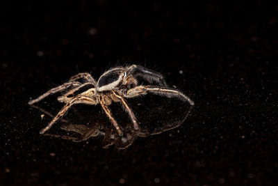 Close-up of spider on black background